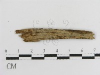 登錄號:F0017786藏品圖，第1張