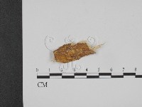 登錄號:F0017787藏品圖，第1張