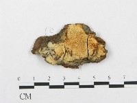 登錄號:F0017790藏品圖，第1張