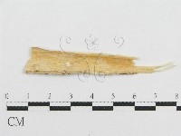 登錄號:F0017798藏品圖，第1張
