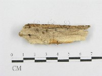 登錄號:F0017809藏品圖，第1張