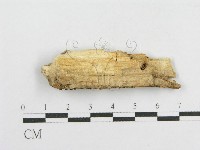 登錄號:F0017809藏品圖，第4張