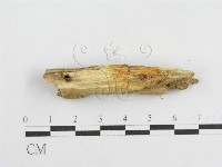 登錄號:F0017809藏品圖，第5張