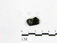 登錄號:F0017810藏品圖，第1張