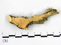 登錄號:F0017829藏品圖，第1張