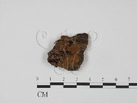 登錄號:F0017834藏品圖，第1張