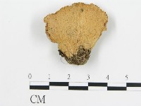 登錄號:F0017836藏品圖，第1張