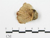 登錄號:F0017836藏品圖，第4張