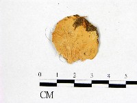登錄號:F0017839藏品圖，第1張