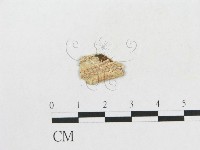 登錄號:F0017847藏品圖，第1張
