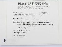 筍殼菌屬藏品圖，第2張