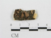 筍殼菌屬藏品圖，第1張