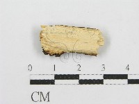 筍殼菌屬藏品圖，第3張