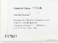 登錄號:F0017857藏品圖，第2張