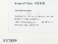 登錄號:F0017859藏品圖，第2張
