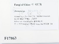 射脈菌屬藏品圖，第2張