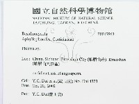 射脈菌屬藏品圖，第3張