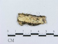 射脈菌屬藏品圖，第4張