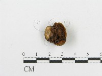 登錄號:F0017865藏品圖，第4張