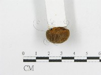 登錄號:F0017865藏品圖，第6張