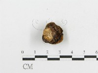 登錄號:F0017865藏品圖，第8張