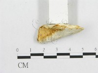 登錄號:F0017866藏品圖，第5張