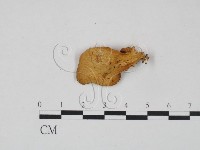 登錄號:F0017867藏品圖，第1張
