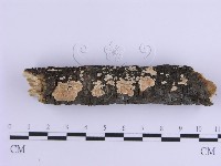 登錄號:F0017868藏品圖，第1張