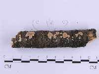 登錄號:F0017868藏品圖，第6張