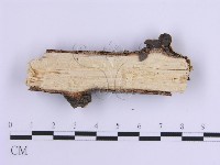 登錄號:F0017869藏品圖，第4張