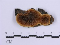 登錄號:F0017870藏品圖，第1張