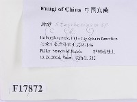 齒耳菌屬藏品圖，第2張