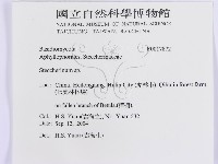 齒耳菌屬藏品圖，第3張