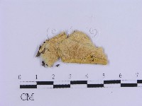登錄號:F0017873藏品圖，第1張