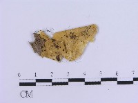 登錄號:F0017873藏品圖，第4張