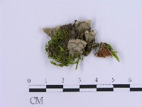 登錄號:F0017874藏品圖，第1張