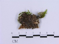 登錄號:F0017874藏品圖，第4張