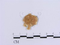 登錄號:F0017879藏品圖，第1張