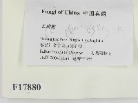 登錄號:F0017880藏品圖，第2張