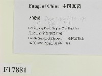登錄號:F0017881藏品圖，第2張
