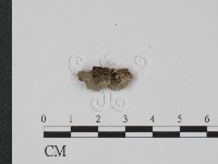 登錄號:F0017885藏品圖，第1張