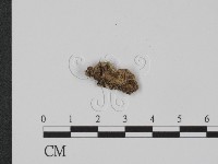 登錄號:F0017885藏品圖，第3張
