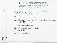 射脈菌屬藏品圖，第2張