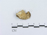 射脈菌屬藏品圖，第3張