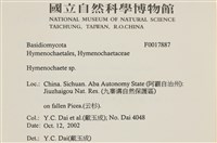 刺革菌屬藏品圖，第2張