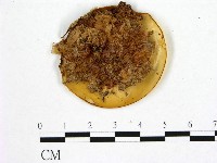 登錄號:F0017888藏品圖，第1張