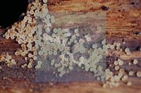 登錄號:F0017889藏品圖，第4張