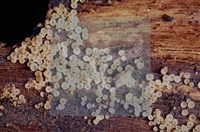 登錄號:F0017889藏品圖，第5張