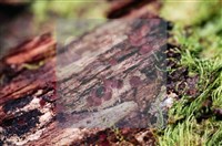 登錄號:F0017892藏品圖，第4張