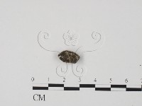 登錄號:F0017895藏品圖，第1張